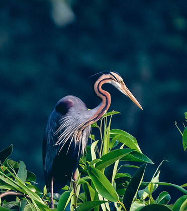 Kerala Tourism Image