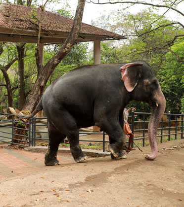 Kerala Tourism Image